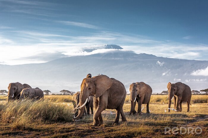 Fotobehang Olifanten op de achtergrond van bergen