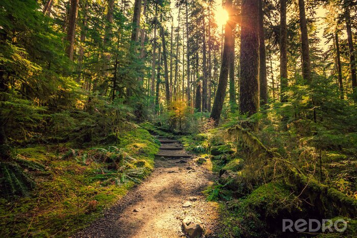 Fotobehang Olympisch Nationaal Park op een zonnige dag