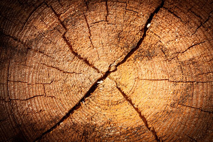 Fotobehang Omgezaagde stam