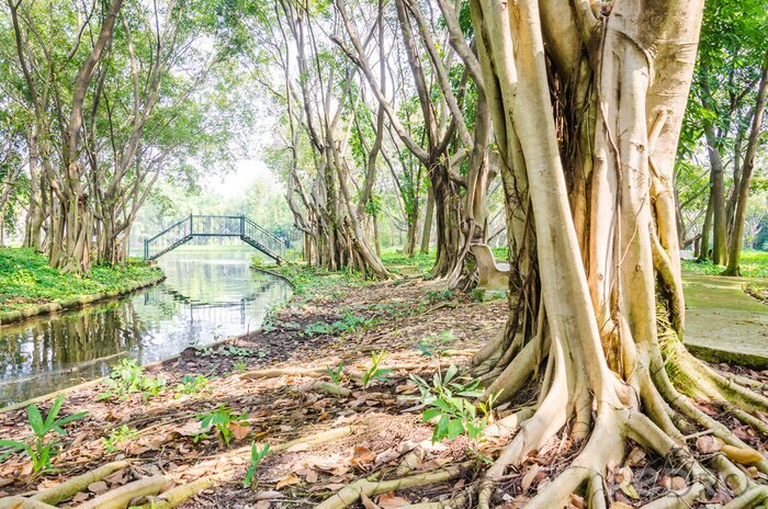 Fotobehang Onbedekte wortels van een boom