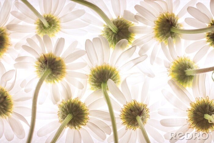 Fotobehang Onderaanzicht van daisy bloemen