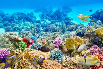 Fotobehang Onderwater koraalrif
