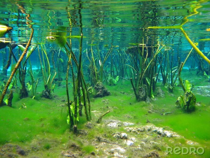 Fotobehang Onderwater natuur