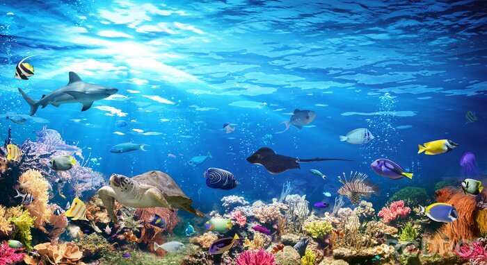 Fotobehang Onderwaterdieren tussen koraalriffen