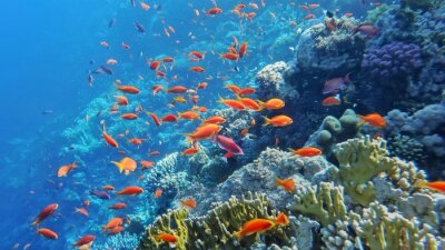 Fotobehang Onderwaterwereld van de zee