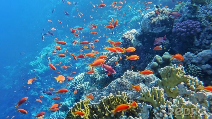 Fotobehang Onderwaterwereld van de zee