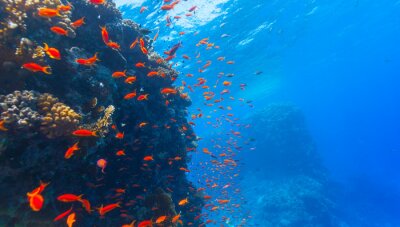 Fotobehang Onderwaterwereld van koraalrif