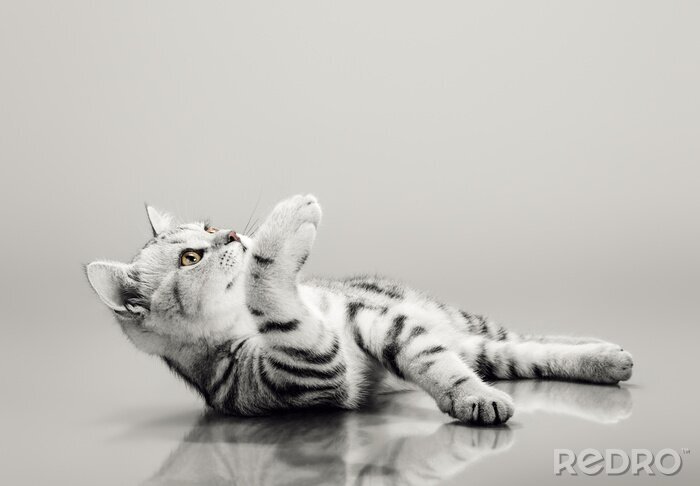 Fotobehang one grey stripy beautiful little kitten