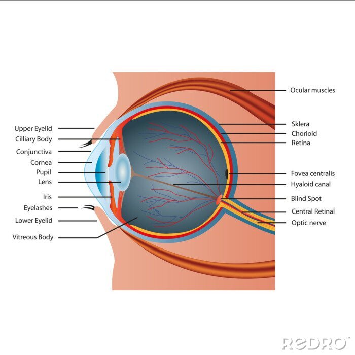Fotobehang oog strukture met engels deskription
