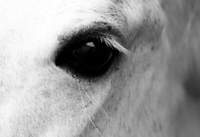 Fotobehang Oog van een paard macro