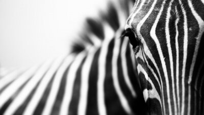 Fotobehang Oog van een zebra in zwart-wit