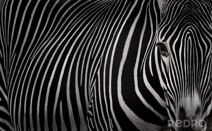 Fotobehang Oog van een zebra op de foto