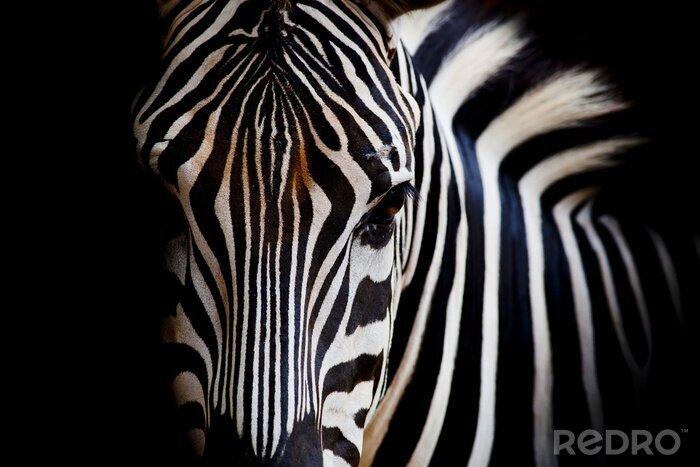 Fotobehang Oog van een zebra op een donkere achtergrond