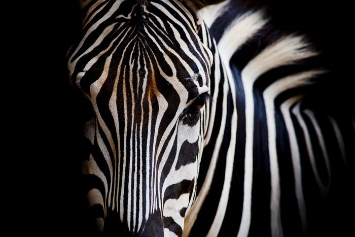 Fotobehang Oog van een zebra op een donkere achtergrond