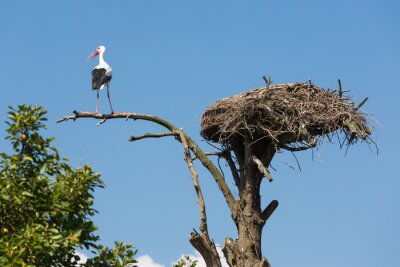 Fotobehang Ooievaar op de tak bij het nest