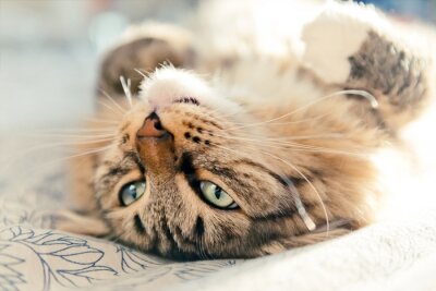 Fotobehang Op de rug liggende kat