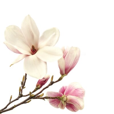 Fotobehang Open en gesloten magnolia