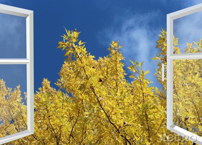 Fotobehang open raam naar gele herfst boom en blauwe hemel