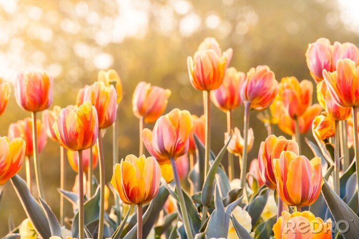 Fotobehang Oranje bloemen in de zon