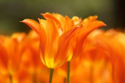 Fotobehang Oranje bloemen in het veld