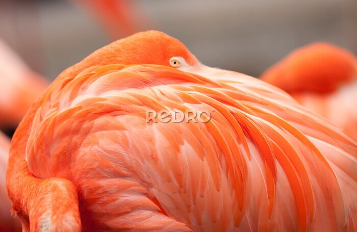 Fotobehang Oranje exotische flamingo