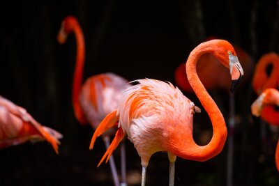 Fotobehang Oranje flamingo op een donkere achtergrond