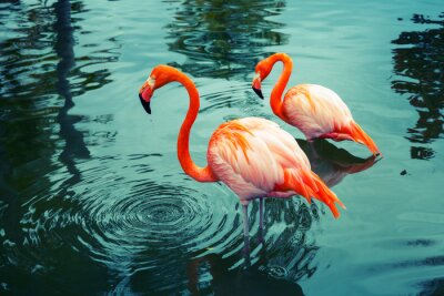 Fotobehang Oranje flamingo's in het meer