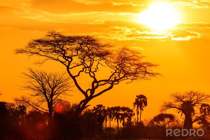 Fotobehang Oranje gloed van een Afrikaanse zonsondergang