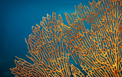 Fotobehang Oranje koraalrif op blauwe achtergrond
