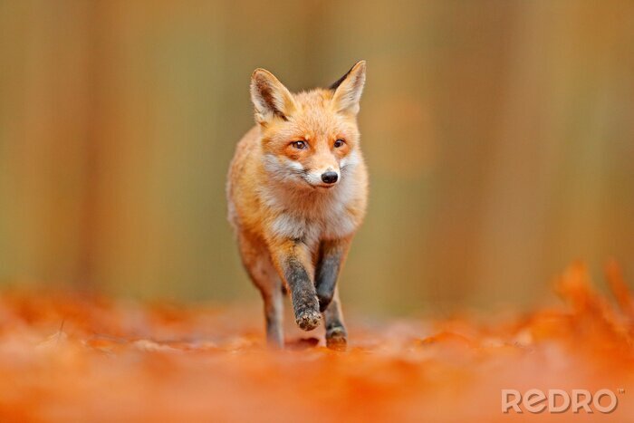 Fotobehang Oranje landschap met vos
