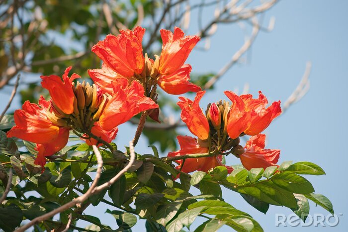 Fotobehang Oranje magnolia's