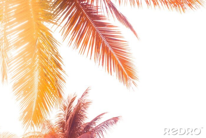 Fotobehang Oranje palmbladeren