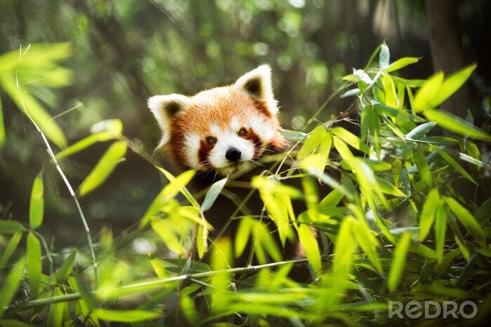 Fotobehang Oranje panda op een groene achtergrond