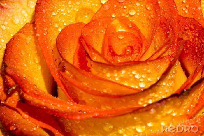 Fotobehang Oranje roos in macro versie
