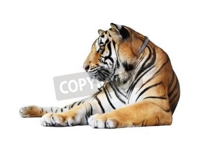 Fotobehang Oranje tijger op witte achtergrond
