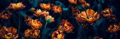 Fotobehang Oranje tulpen op donkere achtergrond