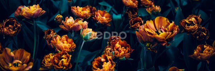 Fotobehang Oranje tulpen op donkere achtergrond