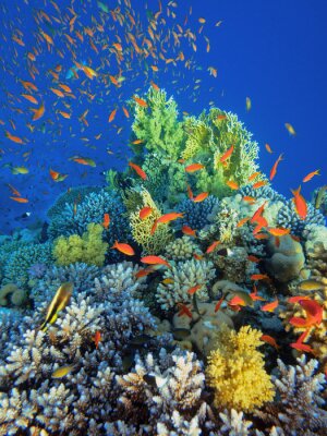 Fotobehang Oranje vissen en koraalrif