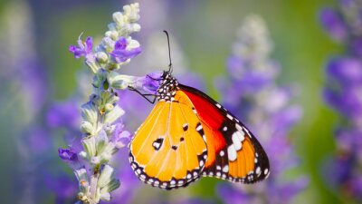 Oranje vlinder in de wei