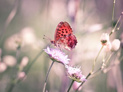 Fotobehang Oranje vlinder op een witte bloem