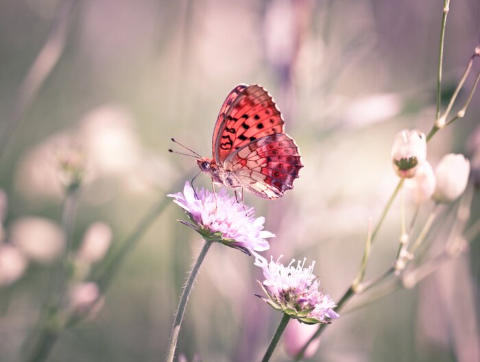 Fotobehang Oranje vlinder op een witte bloem