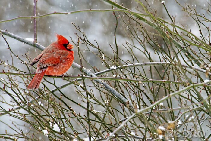 Fotobehang Oranje vogel in de winter