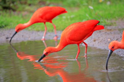 Fotobehang Oranje vogels boven het water