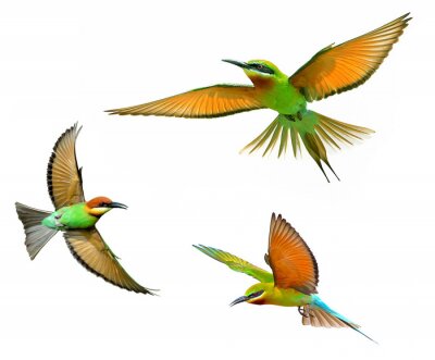 Fotobehang Oranje vogels op een heldere achtergrond