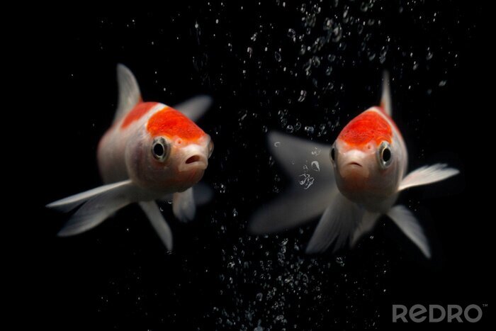 Fotobehang Oranje-witte vis