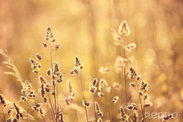 Fotobehang Oranjerode kleur wazig weide detail achtergrond bij zonsondergang licht. Selectieve aandacht gebruikt.