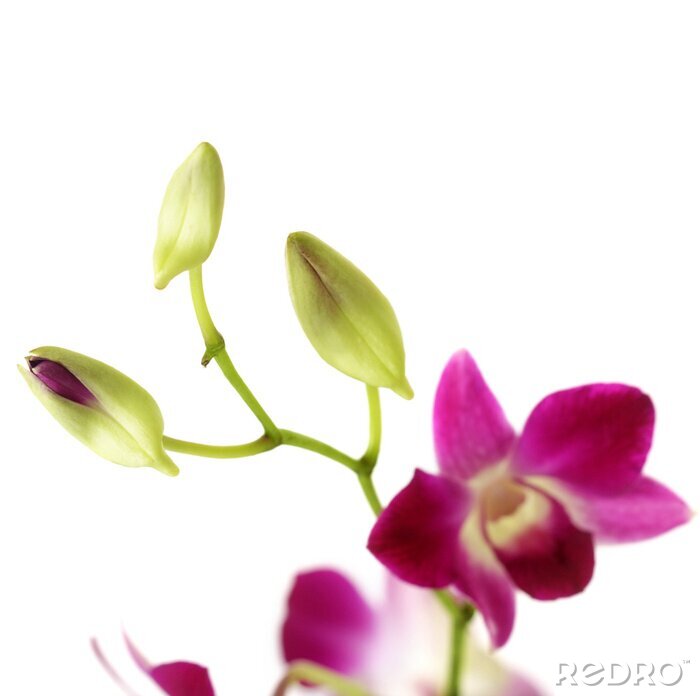 Fotobehang Orchidee