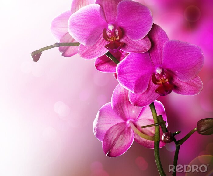 Fotobehang Orchidee Bloem grens ontwerp