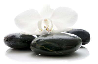 Orchidee bloem op zen stenen