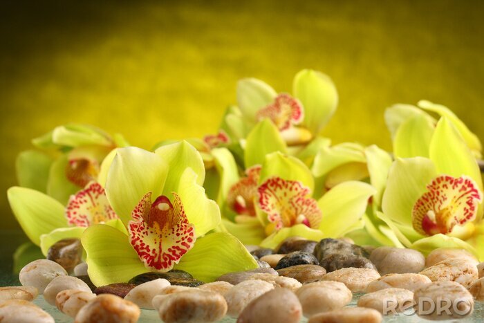 Fotobehang orchidee bloemen